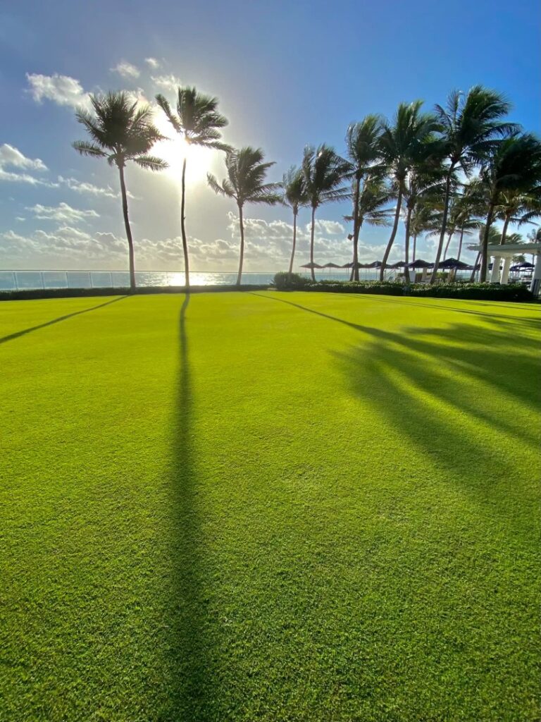 In Lakeland, a lush green lawn with long shadows cast by palm trees creates a tranquil scene against the sunny sky and ocean. Sunlight filters through the leaves, crafting a serene, tropical atmosphere with clear blue skies and drifting clouds—a testament to fast lawn care.